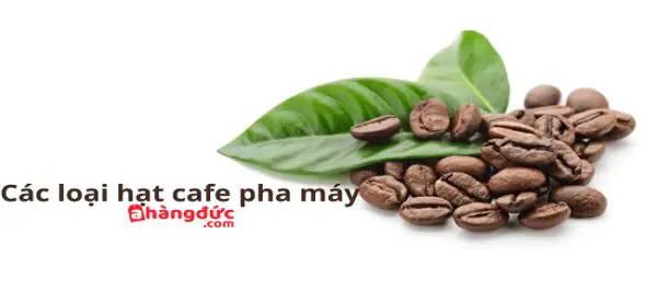 Top 5 các loại hạt cafe pha máy phổ biến nhất