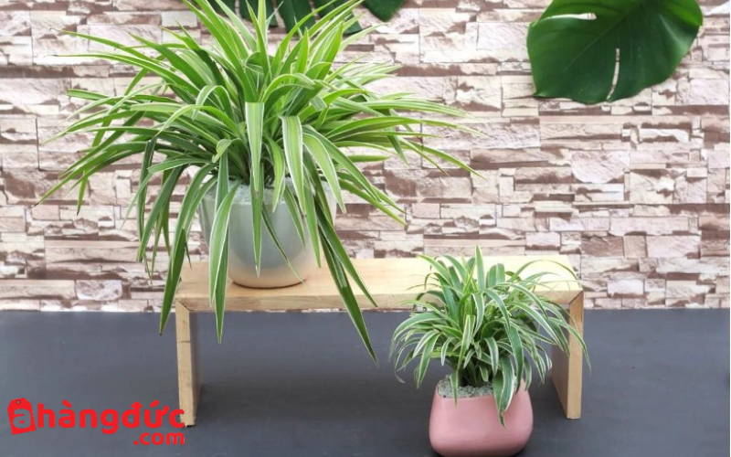 Top 10 cách hút ẩm trong nhà hiệu quả nhanh chóng 15 Cách hút ẩm tự nhiên