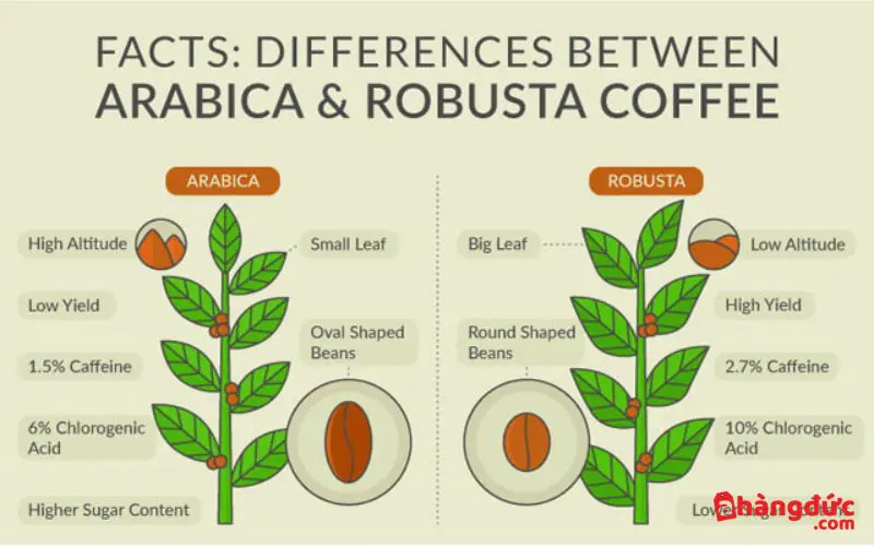 Hương vị của cà phê Robusta và Arabica