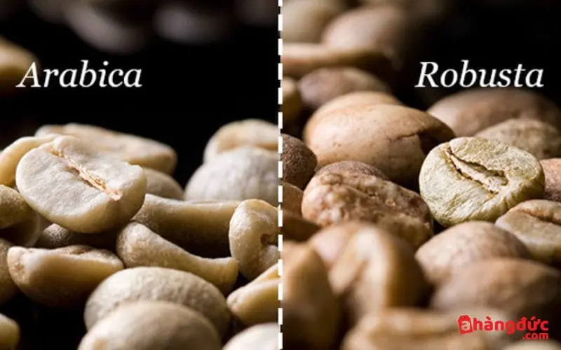 Màu sắc của Robusta và Arabica