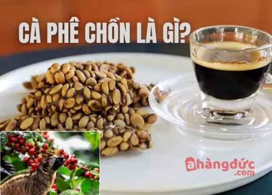 Cà phê chồn là gì