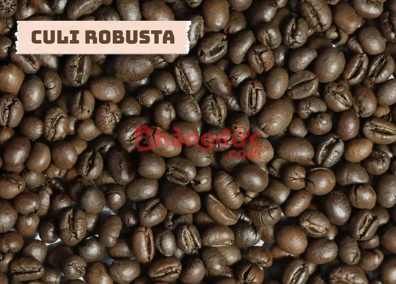 Cà phê culi là gì? Hành trình từ hạt cà phê lỗi đến "bản nâng cấp" khó mua 15 Culi Robusta