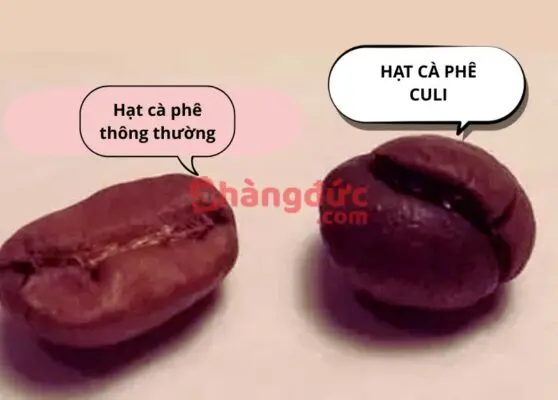 Hình dạng hạt cà phê culi
