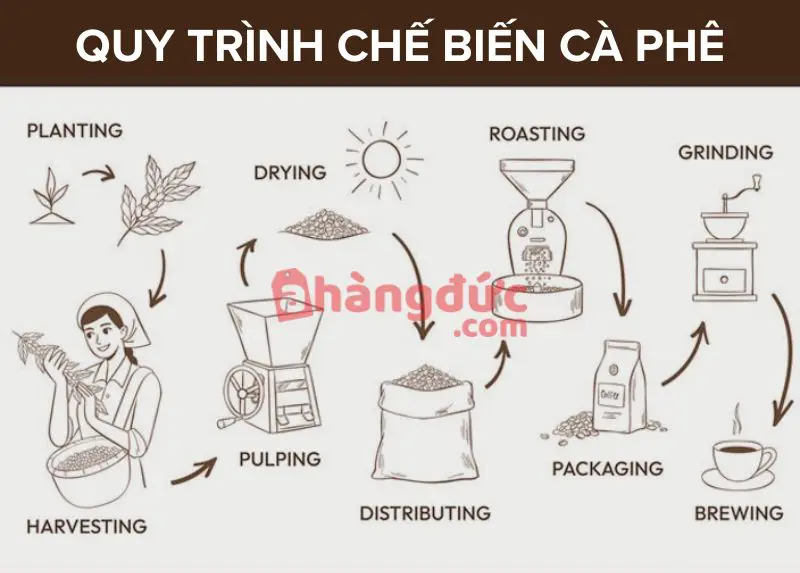 Cà phê thóc: Bí Mật Đằng Sau Hương Vị Tươi Ngon Bền Bỉ 6 Quy trình chế biến cà phê