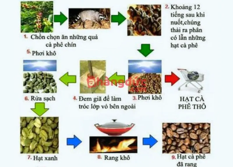 Cà Phê Chồn: Hành Trình Khám Phá Toàn Diện Thức Uống "Đắt Nhất Hành Tinh" 10 Quy trình sản xuất cà phê chồn