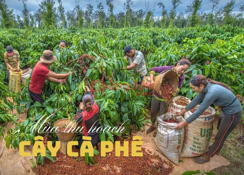 Giới thiệu về cây cà phê: Chuyện chưa kể về "Vàng Nâu" của vùng đất Tây Nguyên 8 Cây cà phê mùa thu hoạch