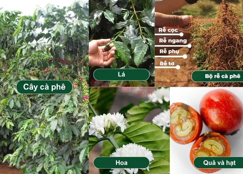 Giới thiệu về cây cà phê: Chuyện chưa kể về "Vàng Nâu" của vùng đất Tây Nguyên 6 Giới thiệu về cây cà phê