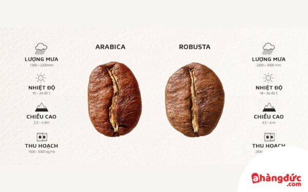 Cà phê Robusta và Arabica