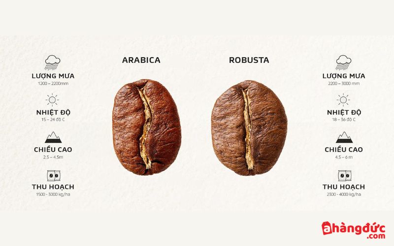 Điều kiện trồng của Arabica và Robusta