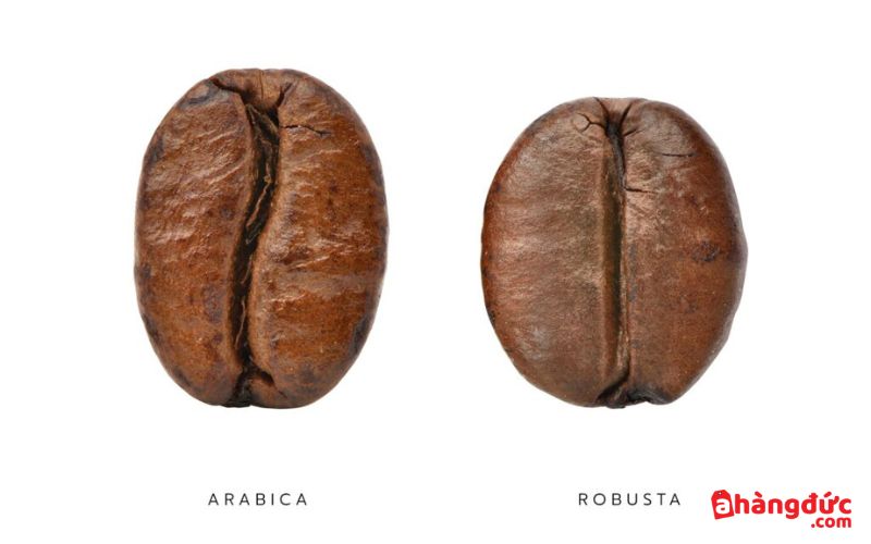 Hình dáng hạt cà phê của Robusta và Arabica