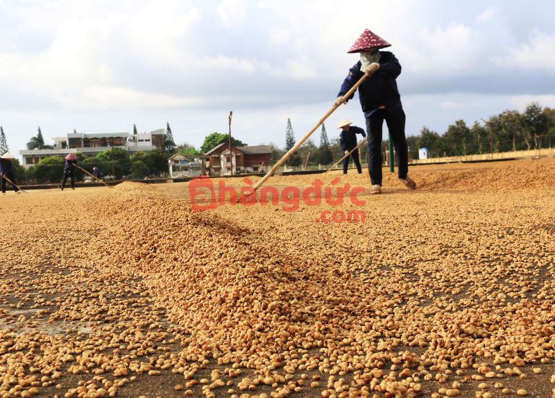 Cách bảo quản cà phê thóc