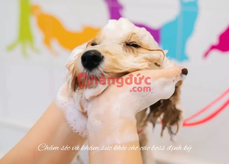 Chăm sóc và khám sức khỏe cho các thú cưng định kỳ