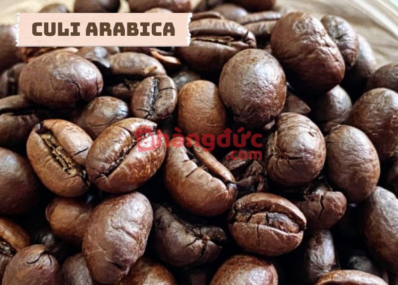 Culi Arabica