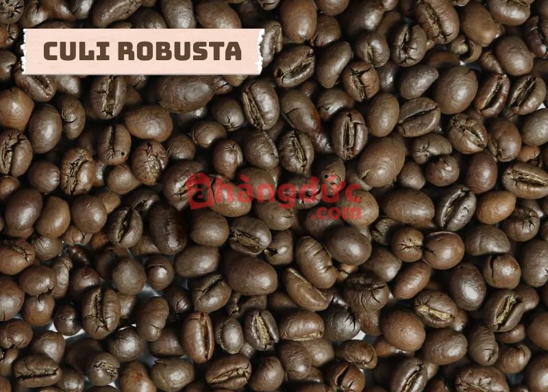 Culi Robusta