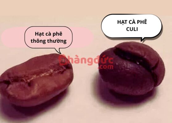 Hình dạng hạt cà phê culi