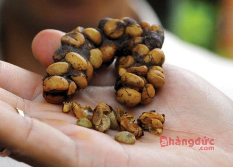 Làm thế nào để phân biệt cà phê chồn thật giả