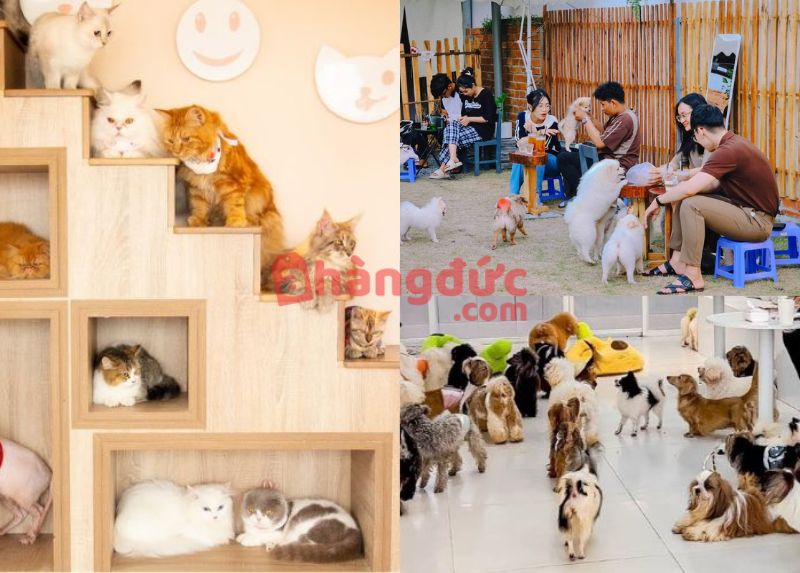 Nguyên tắc thiết kế không gian quán cà phê thú cưng