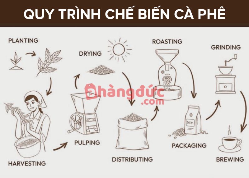 Quy trình chế biến cà phê