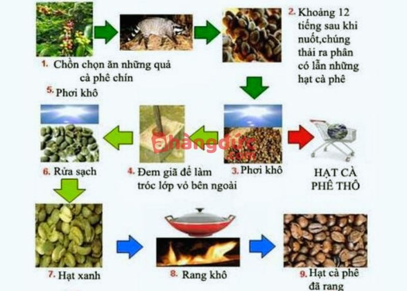 Quy trình sản xuất cà phê chồn