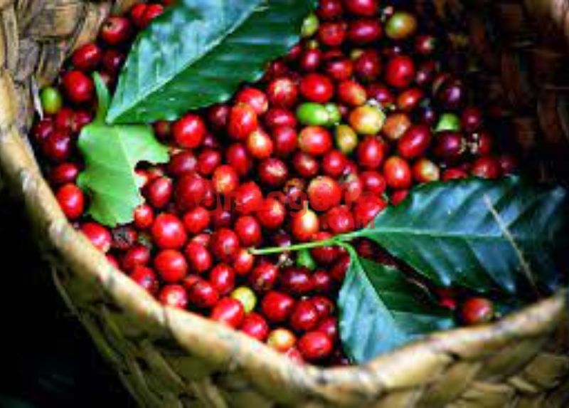 Tỷ lệ thu hoạch được hạt cafe culi chỉ từ 2-5%