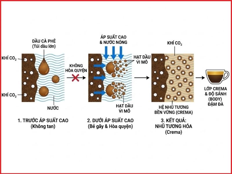 1. Cơ chế nhũ hóa tinh dầu và bẫy khí CO2 tạo nên lớp Crema