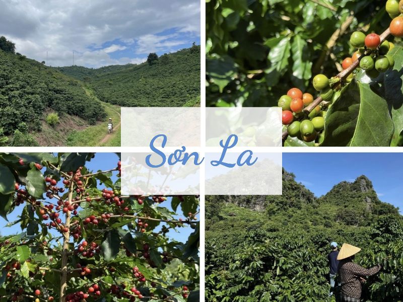 Arabica Sơn La ngon 