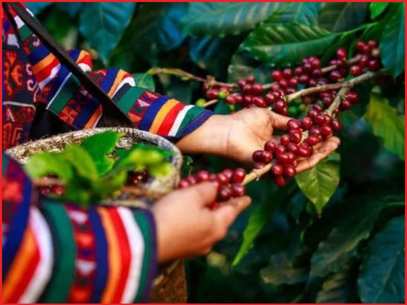 Hướng đi bền vững đằng sau mỗi hạt cà phê tử tế