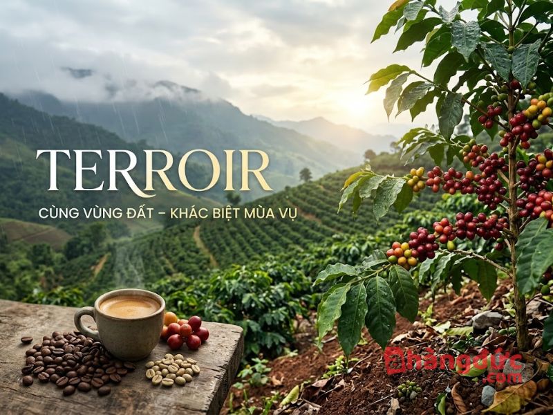 Vì sao cùng một vùng trồng nhưng cà phê mỗi năm lại khác nhau_